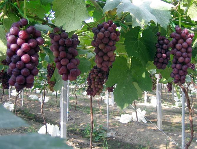 pg电子游戏官网(模拟器)试玩官方网站入口·pgsoft-games